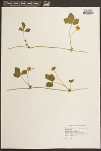 Potentilla indica image