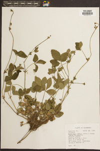 Potentilla indica image