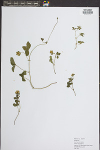 Potentilla indica image