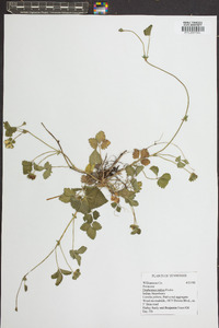 Potentilla indica image