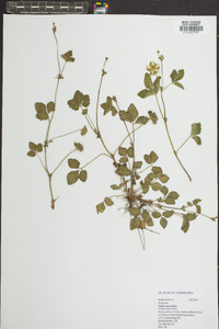 Potentilla indica image