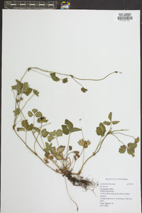 Potentilla indica image