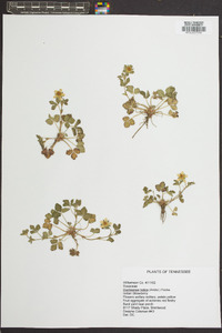 Potentilla indica image