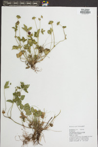 Potentilla indica image