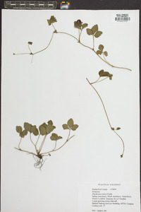 Potentilla indica image