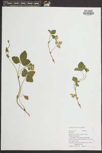 Potentilla indica image