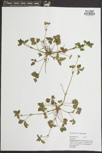 Potentilla indica image