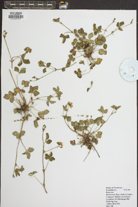 Potentilla indica image