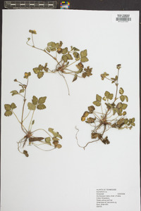 Potentilla indica image