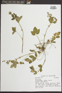 Potentilla indica image