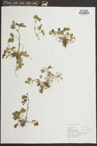 Potentilla indica image