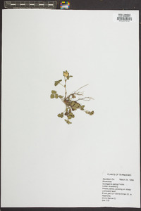 Potentilla indica image