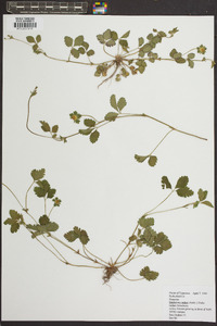 Potentilla indica image