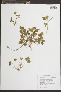 Potentilla indica image