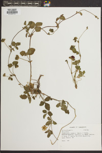 Potentilla indica image