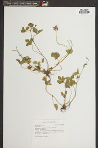 Potentilla indica image