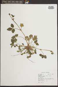 Potentilla indica image