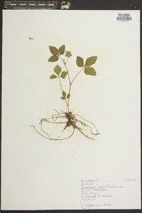 Potentilla indica image