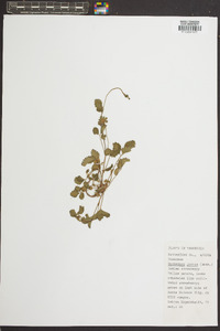 Potentilla indica image