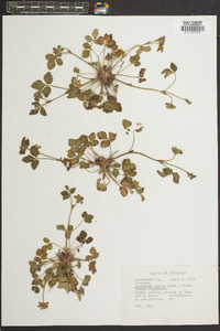 Potentilla indica image