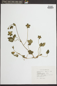 Potentilla indica image