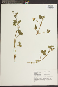 Potentilla indica image