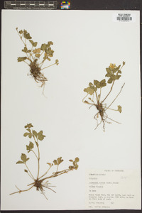 Potentilla indica image