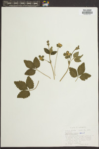 Potentilla indica image