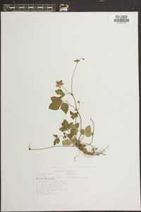 Potentilla indica image