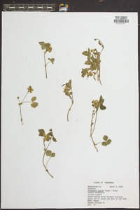 Potentilla indica image