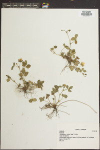 Potentilla indica image