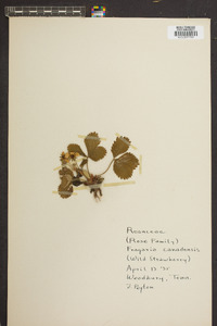 Fragaria canadensis image