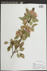 Malus angustifolia image