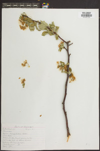 Malus angustifolia image