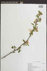 Malus angustifolia image