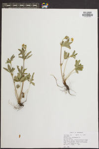 Potentilla canadensis image