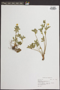 Potentilla canadensis image