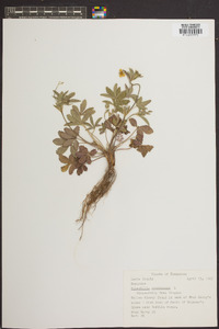 Potentilla canadensis image