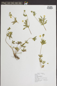 Potentilla canadensis image