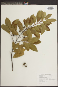 Prunus caroliniana image