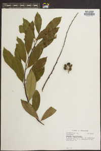 Prunus caroliniana image