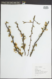 Prunus hortulana image