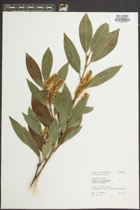 Prunus laurocerasus image