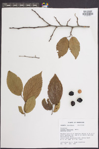 Prunus mexicana image