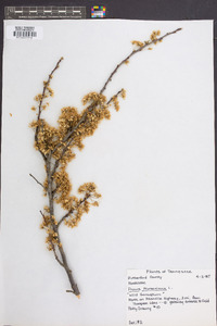 Prunus munsoniana image