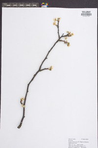 Prunus munsoniana image