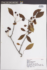 Prunus pensylvanica image