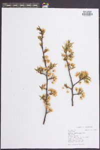 Prunus umbellata image