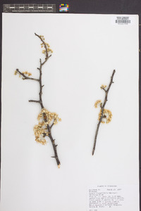 Prunus angustifolia image