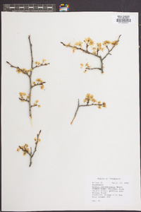 Prunus angustifolia image